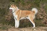 AKITA INU 085